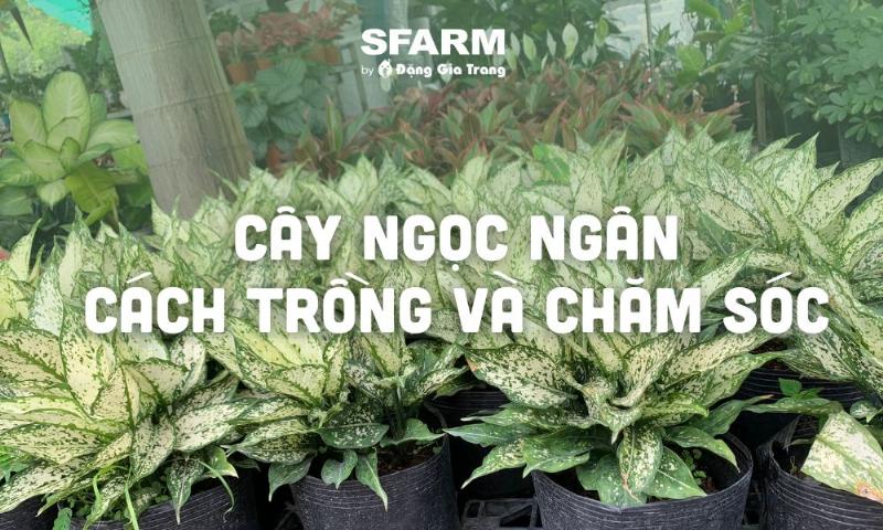 Một chậu cây Ngọc Ngân với lá đốm xanh trắng nổi bật, đặt trên bàn văn phòng, thể hiện sự may mắn, tài lộc và vẻ đẹp độc đáo, rất hợp người mệnh Thuỷ.